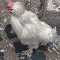 کفتر مرغ خروس