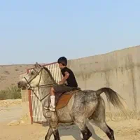 اسب کرد  شش ساله کره سیوان