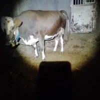 گاو ابستن وگوساله نر