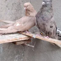 معاوضه ندارم