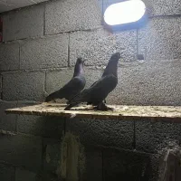 فروش کبوتر