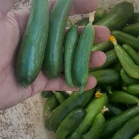 خیار مخصوص خیار شور ارگانیک بدون سم و کود|خوردنی و آشامیدنی|سنندج, |دیوار