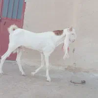 بزتکه گلابی
