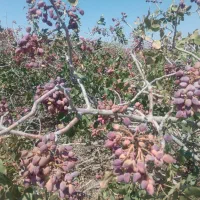 فروش ۱۰۰۰ متری|فروش دفتر صنعتی، کشاورزی، تجاری|زرند, |دیوار