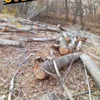 خرید انواع درخت و چوب