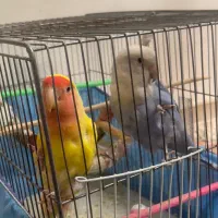 طوطی برزیلی