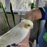 عروس هلندی ماده