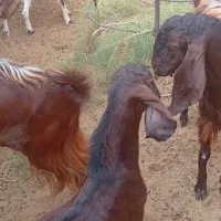 به نام خدا سلام تعدادی کهره نر چوش و بز کره نری