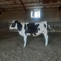 فروش گوساله ماده