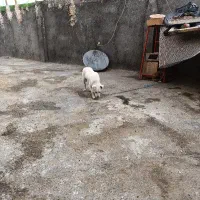 سگپا کوتاه شش ماهه فروشی