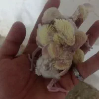 جوجه کتوله|پرنده|بردسکن, |دیوار