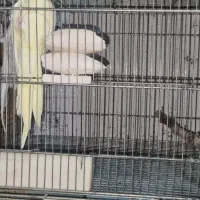 فروش یکجا سالن پرنده به همراه تجهیزات حرفه ایی|پرنده|چهاردانگه (تهران), |دیوار