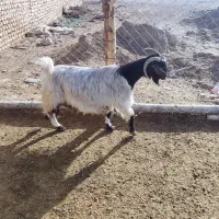 فروش سه عدد بز|حیوانات مزرعه|نی‌ریز, |دیوار