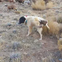 ۴تا سگ گله ای۳تا نر ۱ لاس  قیمت ۴۵ تومن