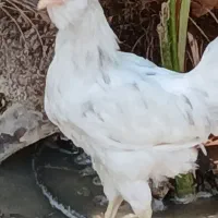 بار خروس  ۳نیم ماهه