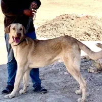 واگذاری پژدر ۱۱ماهه|سگ|بوکان, |دیوار