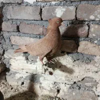 نرخ  جونه سرخ.ماده زرد و نرخ شو زرد خال سیاه یک