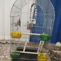 عروس هلندی|پرنده|قم, زند آباد|دیوار