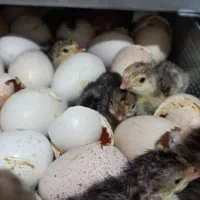 آموزش جوجه کشی