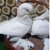 کبوتر زینتی