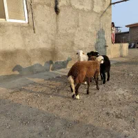 5راس توقلی ماده زیر قوچی درجه یک|حیوانات مزرعه|مزرعه کتول, |دیوار