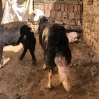 شیشک قوچ