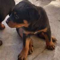 روتوایلراصیل|سگ|اصفهان, لنبان|دیوار