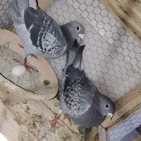 کبوتر پلاکی اصیل