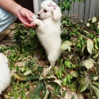 توله سگ شیتزو تریر|سگ|قزوین, |دیوار