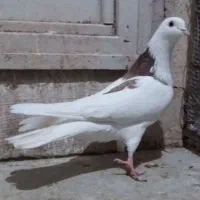 کبوتر پرشی نر و یاهو|پرنده|قم, شهرک سازمان آب|دیوار