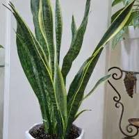 گل سانسوریا ،گل گوشی گرگی