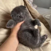 گربه‌های فوق‌العاده ناز و باهوش|گربه|ارومیه, |دیوار