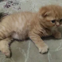 توله پرشین|گربه|گنبد کاووس, |دیوار