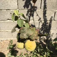 باغچه و باغ معاوضه و تهاتر  با ماشین و..|فروش زمین و ملک کلنگی|رباط‌کریم, انجم آباد|دیوار