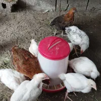 جوجه مرغ و اردک نیمچه و یکروزه