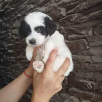 توله تریر دوماهه