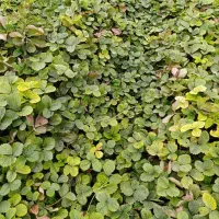 نهال توت فرنگی سابرینا وکامارس نامبروان|خدمات باغبانی و درختکاری|خان ببین, |دیوار