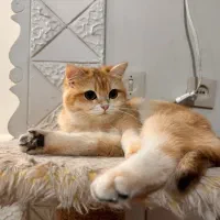 گربه بریتیش ماده