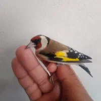 سیره گلچین|پرنده|سرپل ذهاب, |دیوار