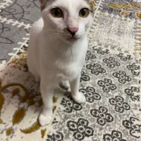 واگذاری گربه