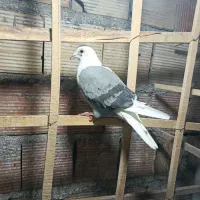 کبوتر|پرنده|بیرجند, |دیوار