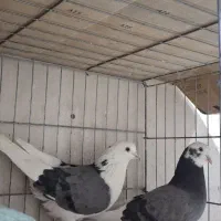 کفتر