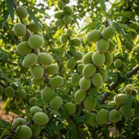 فروش ویژه نهال بادام پیوندی ممتاز|خدمات باغبانی و درختکاری|اشنویه, |دیوار