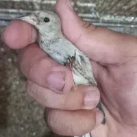 جوجه سهره سالم و تضمینی|پرنده|اصفهان, خواجو|دیوار