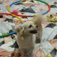 یک جفت سگ نرپامرانین روباهی ماده پامرشیتزو