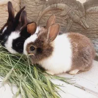 توله خرگوش و خرگوش مینی لوپ