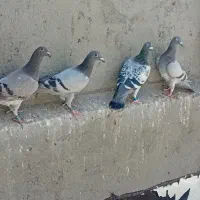 ۷عدد جوجه پلاکی 2026