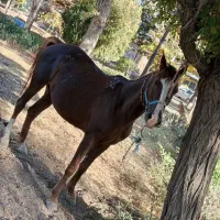 اسب|اسب و تجهیزات اسب‌سواری|سامن, |دیوار