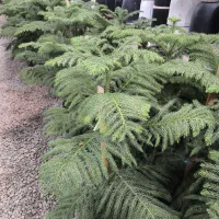 گل و گیاه کاج مطبق