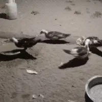 اردک ایسرایلی  اردک دورگه